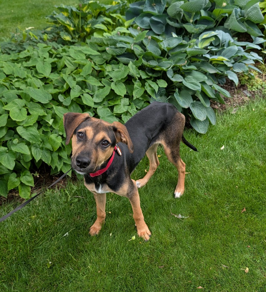 Daphne